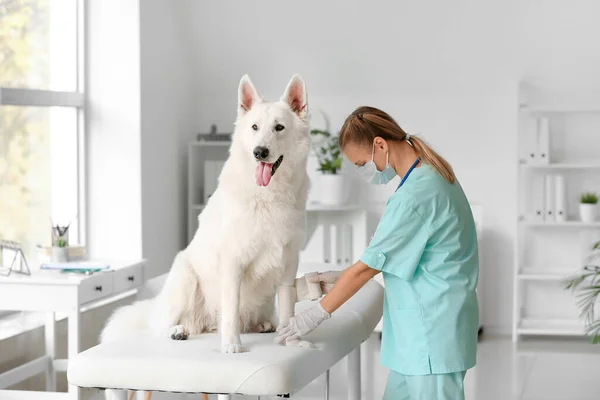 Kvinnelig Veterinær Som Bandasjerer Hundepote Klinikken – stockfoto