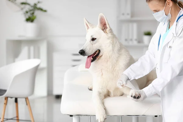 Žena Veterinární Lékař Obvazy Psa Tlapky Klinice — Stock fotografie