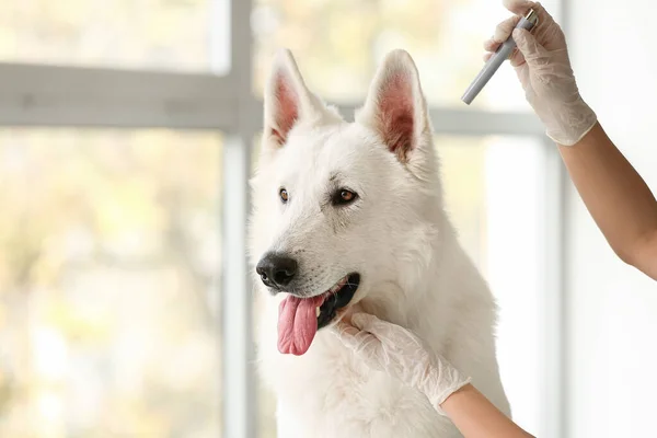 Female Veterinarian Examining Dog Ear Clinic Closeup — Stock Photo, Image