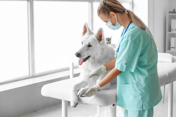 女性獣医師包帯犬の足でクリニック — ストック写真