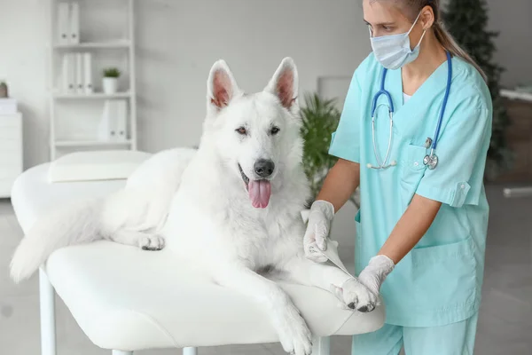Kvinnelig Veterinær Som Bandasjerer Hundepote Klinikken – stockfoto