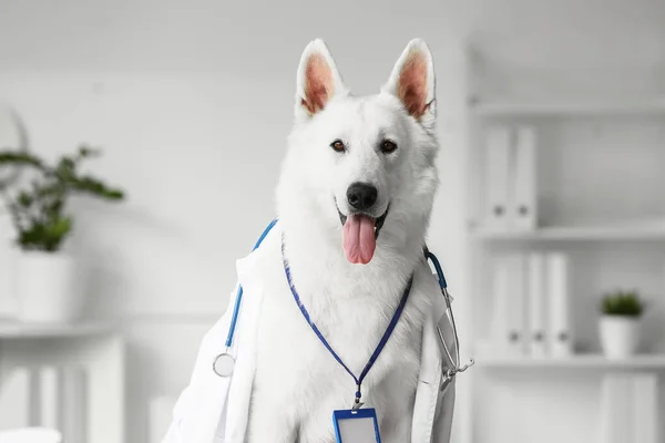 白い羊飼い犬で医療用ローブ 聴診器とバッジで獣医クリニック — ストック写真