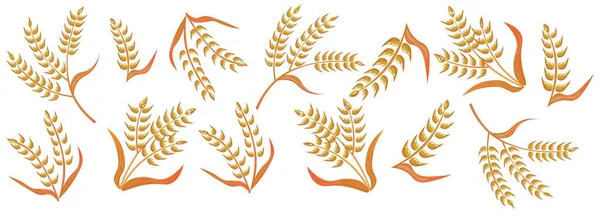 Багато Колосків Пшениці Білому Тлі — стоковий вектор