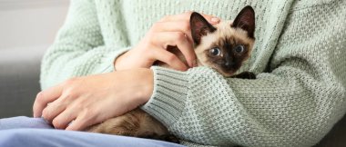 Şirin Tayland kedisi, ev sahibi.