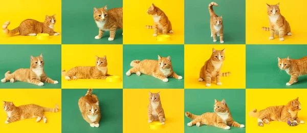 배경을 귀여운 고양이 동물들 — 스톡 사진