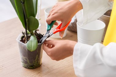 Orkide çiçekleriyle ilgilenen genç bir kadın.