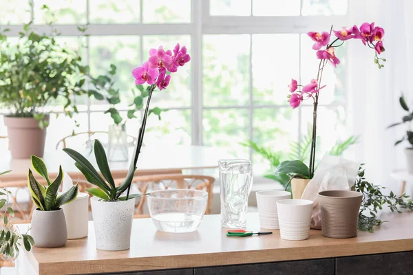 Красиві Орхідеї Квіти Горщики Столі Кімнаті — стокове фото