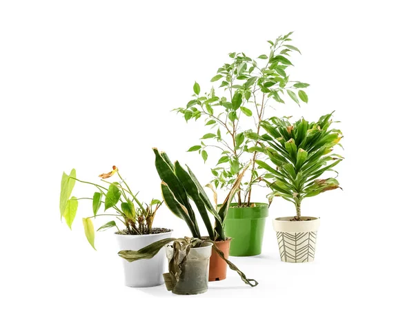 Vilda Växter Vit Bakgrund — Stockfoto