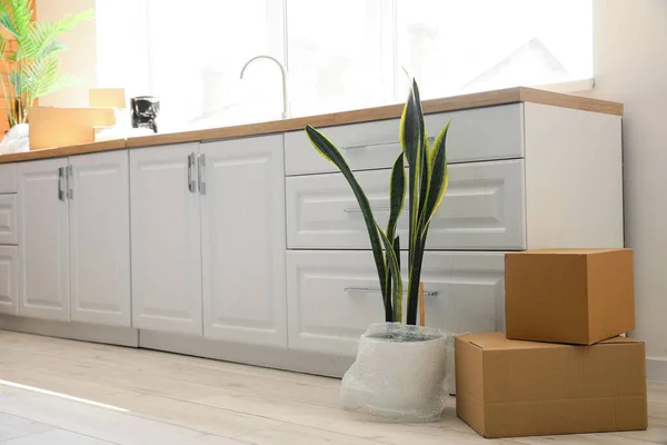 Cardboard Boxes Houseplant Modern Kitchen Moving Day — Stock Photo, Image