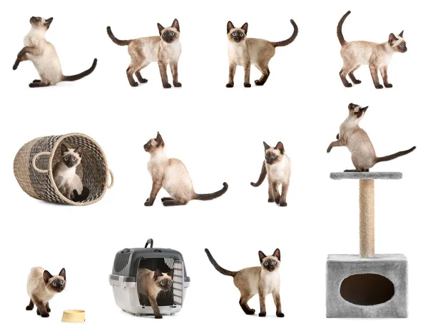 Set Carino Gatto Tailandese Isolato Bianco — Foto Stock