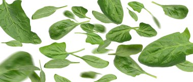 Birçok uçan ıspanak yaprakları beyaz üzerine izole.