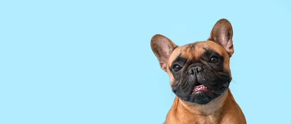 Bulldog Francês Bonito Fundo Azul Claro Com Espaço Para Texto — Fotografia de Stock