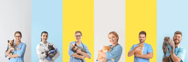 Set Veterinari Con Animali Domestici Sfondo Colore — Foto Stock