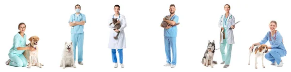 Sada Veterinárních Lékařů Zvířaty Izolovanými Bílém — Stock fotografie