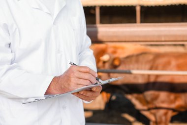 Çiftlikte ineklerle otlağın yanında veteriner.