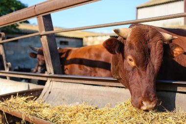 Çiftlikteki otlakta saman yiyen yetişkin bir inek