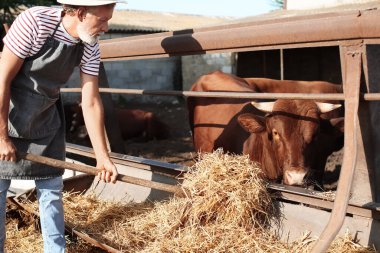 Çiftlikte inekleri olan otlağın yanında yetişkin bir erkek işçi.