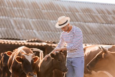 Genç çiftçi dışarıda ineklerle çayırda çalışıyor.