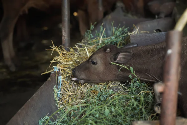 Cute little cow eating hay in stable