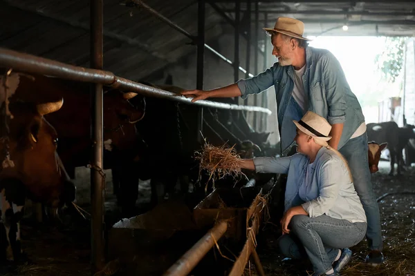 牛小屋で働く熟年農家 — ストック写真