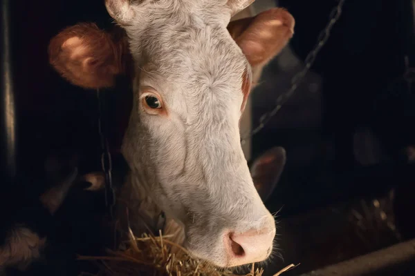 Vaca Adulta Establo — Foto de Stock