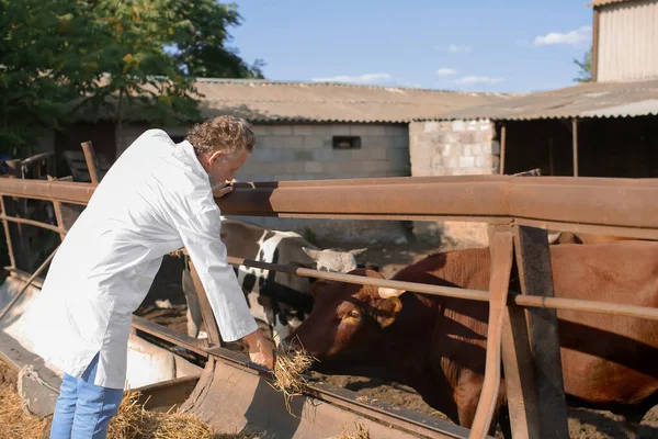 Veterinarian Cows Farm — Stock Photo, Image