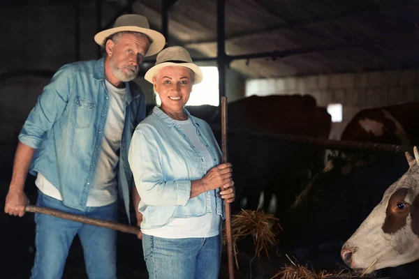 Portrait Mature Farmers Cowshed — Stock Photo, Image