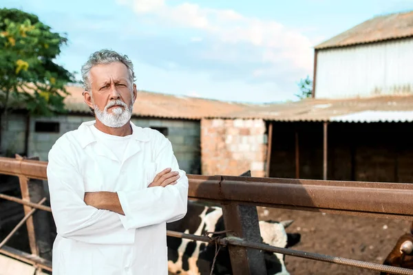 Dierenarts Bij Paddock Met Koeien Boerderij — Stockfoto