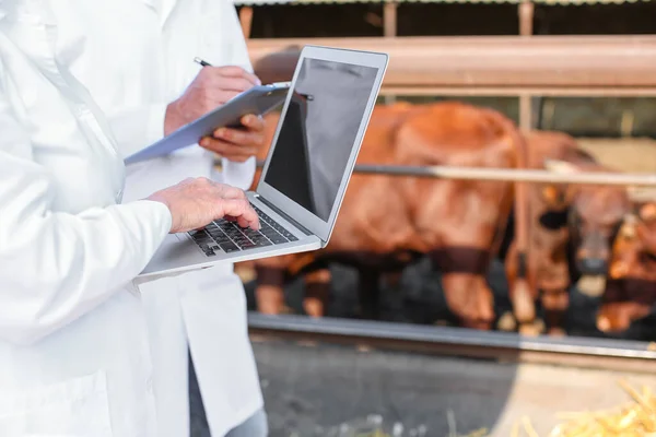 Lekarze Weterynarii Laptopem Pobliżu Padoku Krowami Farmie — Zdjęcie stockowe