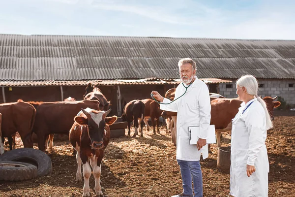 Veterinari Che Esaminano Mucche Paddock Azienda — Foto Stock