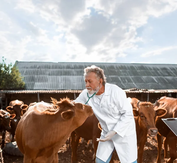 Veterinarian Examining Cows Paddock Farm — Stock Photo, Image