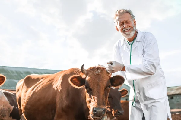 Veterinarian Examining Cows Paddock Farm — Stock Photo, Image