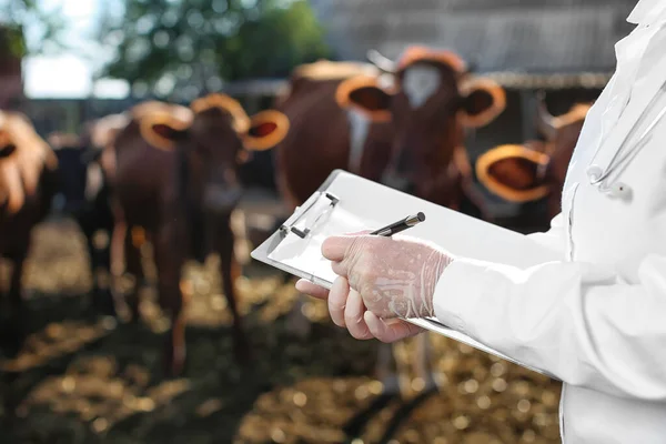 Veterinář Vyšetřující Krávy Ohradě Farmě — Stock fotografie