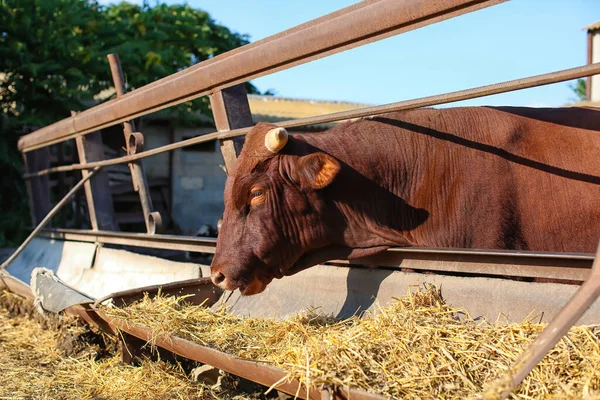 Взрослая Корова Ест Сено Загоне Ферме — стоковое фото