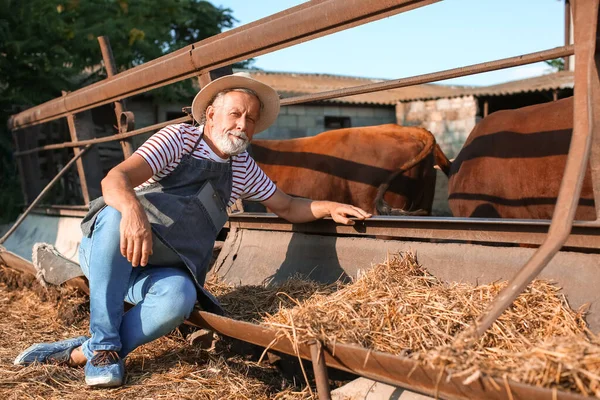 Male Mature Worker Paddock Cows Farm — Stock Photo, Image