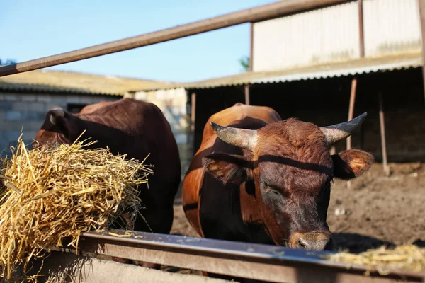 Vacche Adulte Che Mangiano Fieno Nel Paddock Dell Azienda Agricola — Foto Stock