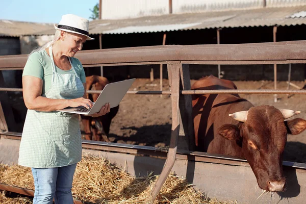 Female Mature Farmer Laptop Paddock Cows Farm — Stock Photo, Image
