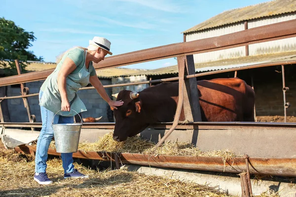 Female Mature Worker Paddock Cow Farm — Stock Photo, Image