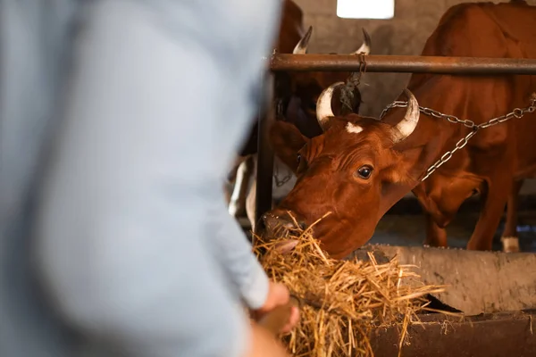 Mucca Adulta Che Mangia Fieno Stalla — Foto Stock