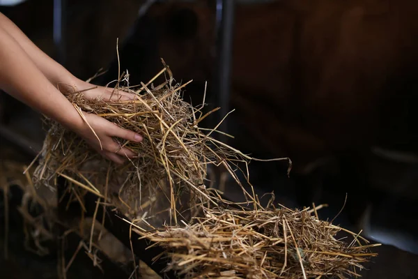 Giovane Agricoltore Con Fieno Che Lavora Stalla — Foto Stock