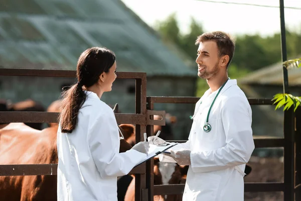 Veterinarians Paddock Cows Farm — Stock Photo, Image