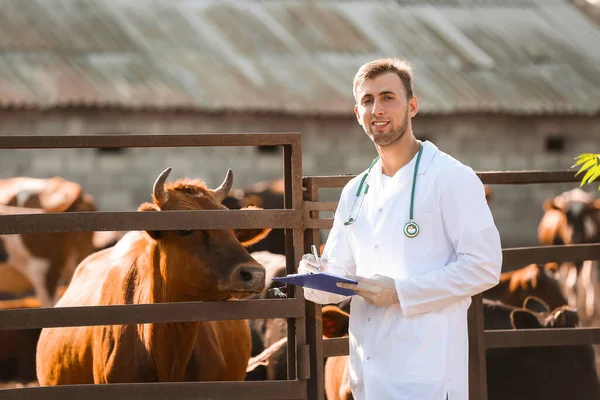 Veterinarian Paddock Cows Farm — Stock Photo, Image