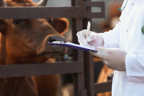 Veterinarian Examining Cow Paddock Farm — Stock Photo, Image