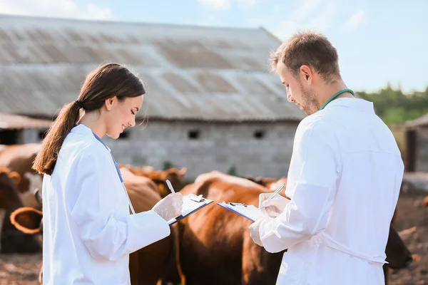 Veterinários Examinando Vacas Paddock Fazenda — Fotografia de Stock