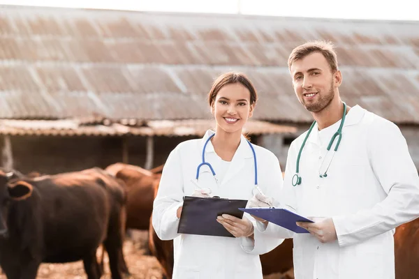 Veterinarians Examining Cows Paddock Farm — Stock Photo, Image