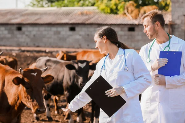 Veterinarians Examining Cows Paddock Farm — Stock Photo, Image