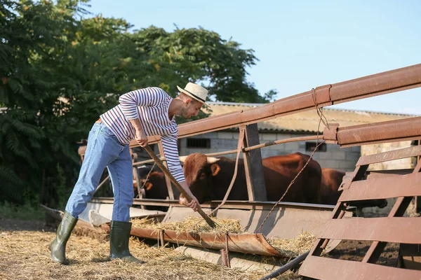 Jovem Trabalhador Masculino Perto Paddock Com Vacas Fazenda — Fotografia de Stock