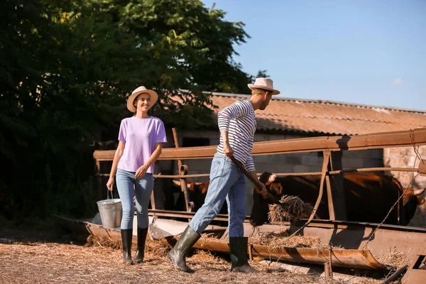 Young Workers Paddock Cows Farm — Stock Photo, Image