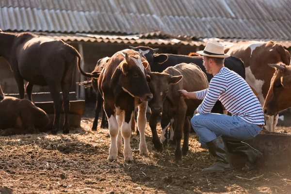 Młody Rolnik Pracujący Pastwisku Krowami Zewnątrz — Zdjęcie stockowe