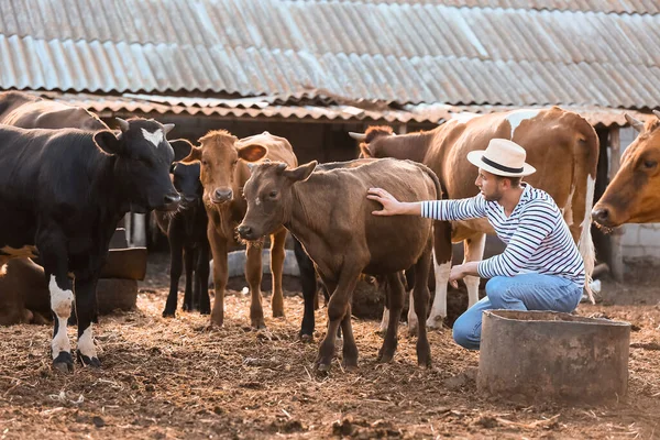 Young Farmer Working Paddock Cows Outdoors — Stock Photo, Image